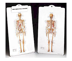 Anatomical Chart Company The Skeleton Anatomical Clipboard