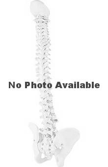 clearance: Anatomical Chart Company Male Vertebral Column Anatomical Model