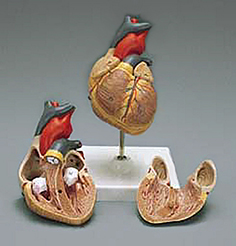 Anatomical Chart Company Classic Heart Anatomical Anatomical Model