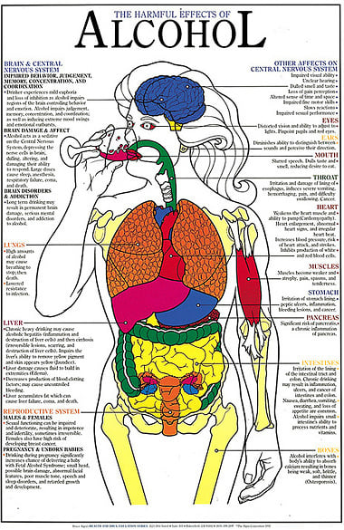 Anatomical Chart Company Harmful Effects Of Alcohol Laminated Chart