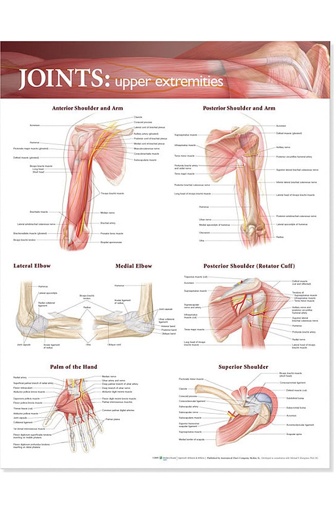 Anatomical Chart Company Joints Of The Upper Extremities Anatomical Chart 7693