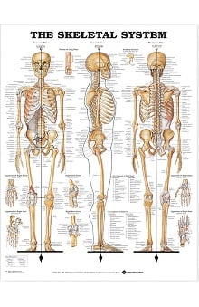 Anatomical Chart Company The Skeletal System Anatomical Chart