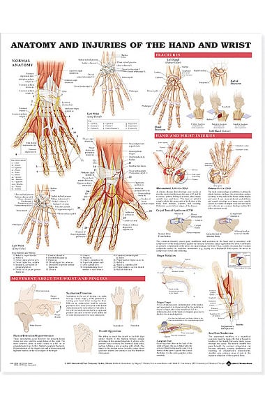 Anatomical Chart Company Anatomy And Injuries Of The Hand Wrist Anatomy And Injuries Of The Hand Wrist Anatomical Unmounted Chart