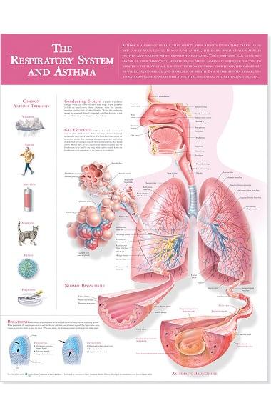 Anatomical Chart Company Respiratory System And Asthma Anatomical Chart