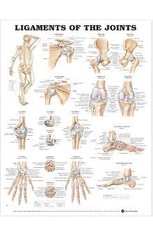 Anatomical Chart Company Trigger Point Chart Set Allheart Com