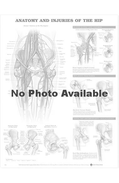 Anatomical Chart Company Anatomy and Injuries Of The Hip Anatomical Chart