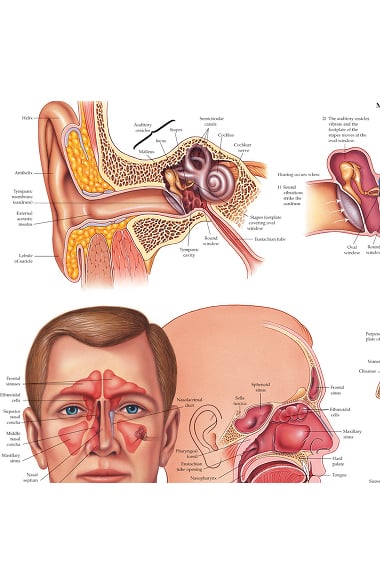 Anatomical Chart Company Ear Nose And Throat Anatomical Chart 
