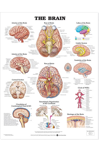 Anatomical Chart Company The Brain Anatomical Chart | allheart.com