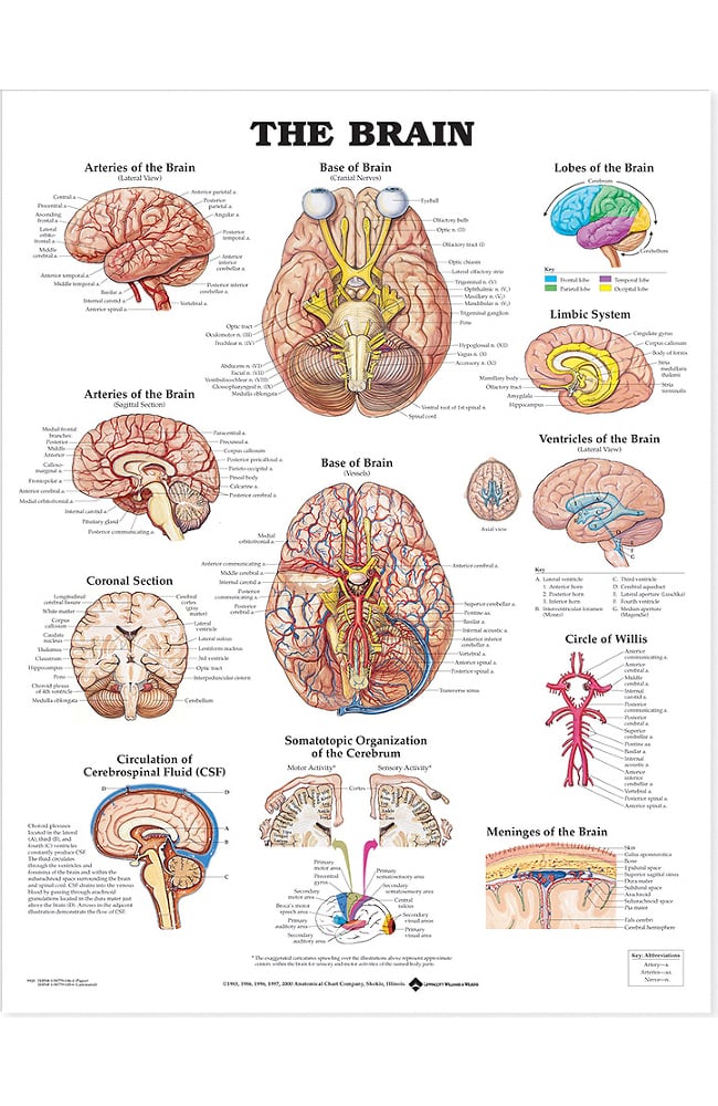 Anatomical Chart Company The Brain Anatomical Chart