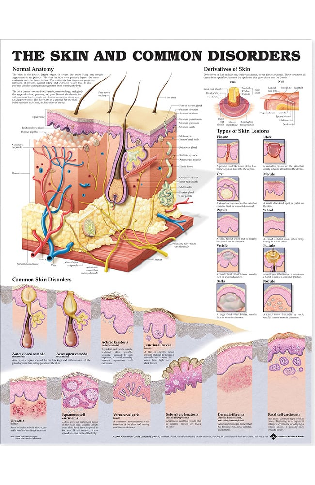 Anatomical Chart Company The Skin and Common Disorders Anatomical Chart