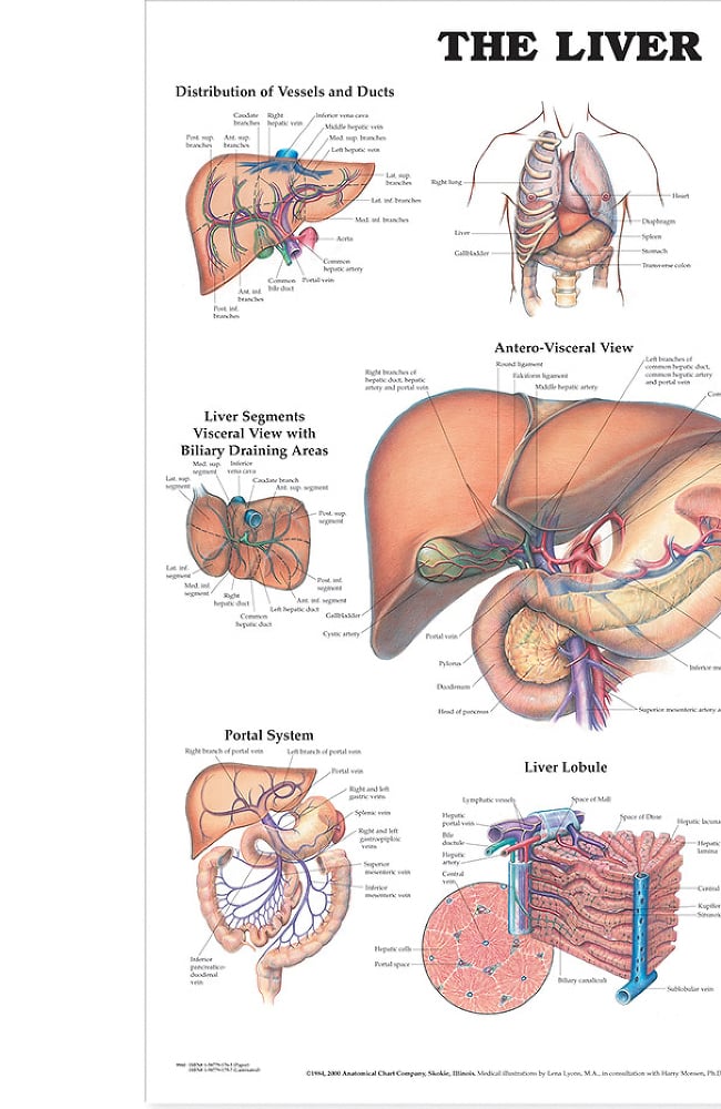 Anatomical Chart Company The Liver Anatomical Chart