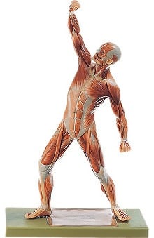 Anatomical Chart Company Male Muscle Figure Model | allheart.com