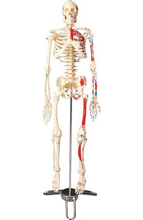 Anatomy Models & Charts - Anatomical Model for Sale - Medical Students
