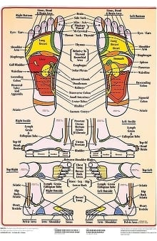 Anatomical Chart Company Foot Reflex Chart by The International ...