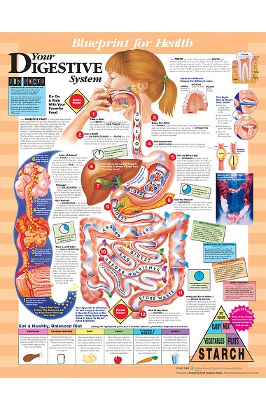 Anatomical Chart Company Blueprint for Health Your Digestive System ...