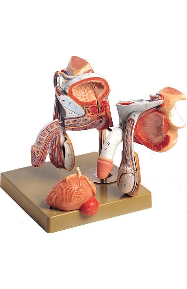 Anatomical Chart Company Male Genital Organs | allheart.com