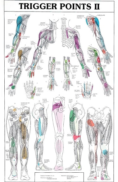 Anatomical Chart Company Trigger Points I & II Chart Set Anatomical Chart