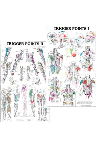 Anatomical Chart Company Trigger Points I & II Chart | allheart.com