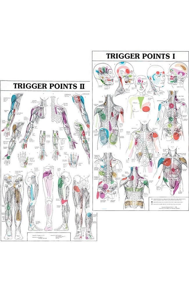 Anatomical Chart Company Trigger Points I II Chart Allheart Com