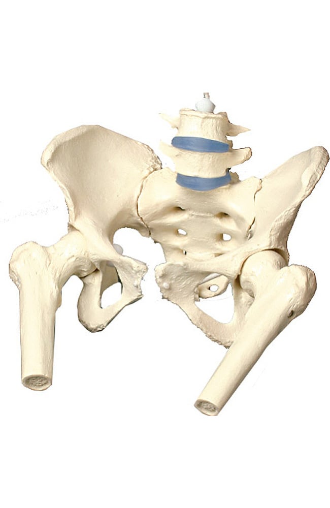 Anatomical Chart Company Female Pelvis Cast Model 1491