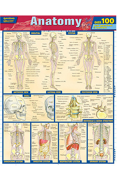 Bar Charts Anatomy Study Guide