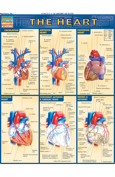 Bar Charts Heart Guide